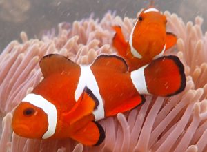 Nemo