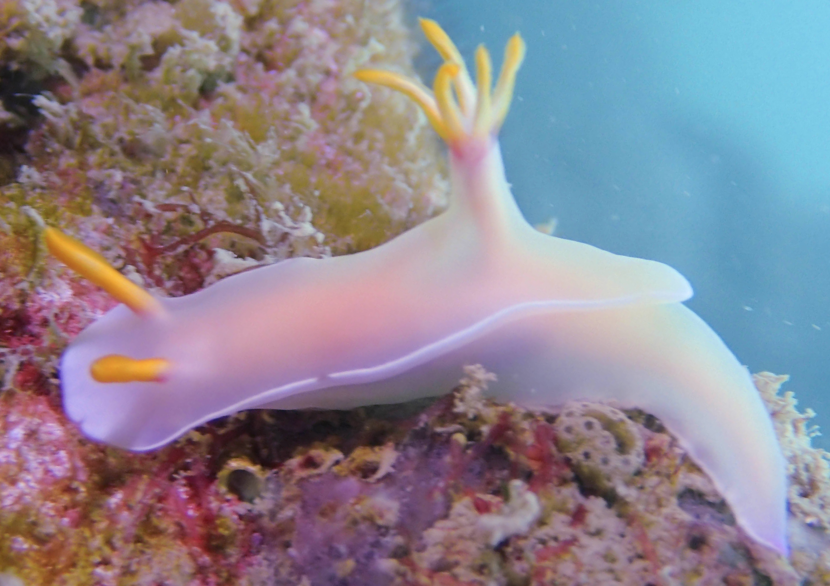 Nudibranch