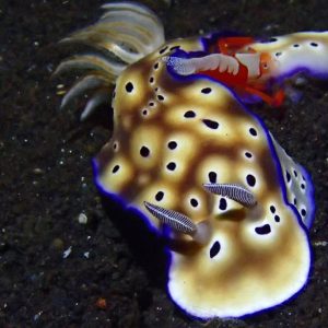 Diving Riau Islands