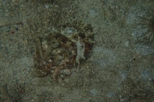 PADI Scuba Diving Trips